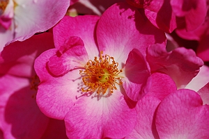 macro_026 